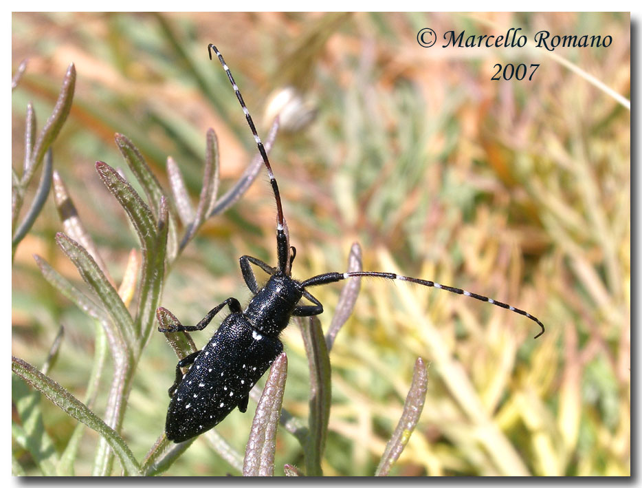 Agapanthia irrorata